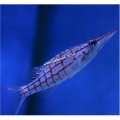 LONGNOSE HAWKFISH